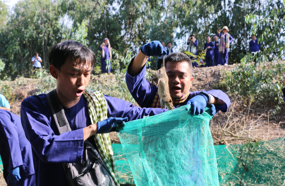 Các du khách trải nghiệm dỡ chà bắt chuột và săn chuột đồng tại Vườn Quốc gia Tràm Chim (huyện Tam Nông, Đồng Tháp). (Ảnh: Chương Đài/TTXVN)