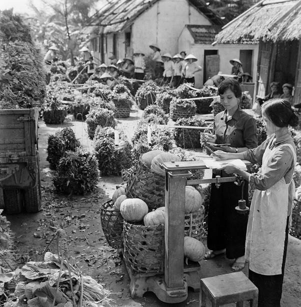 Ở nông thôn, phong trào chăm bón đồng ruộng, tăng năng suất, sản lượng, thi đua bán nhiều lương thực, thực phẩm cho Nhà nước được nông dân đẩy mạnh. Trong ảnh: Nông dân HTX Khuyến Lương, xã Trần Phú, huyện Thanh Trì, ngoại thành Hà Nội Nội thu hoạch rau màu vụ Đông Xuân 1970-1971. (Nguồn: TTXVN)