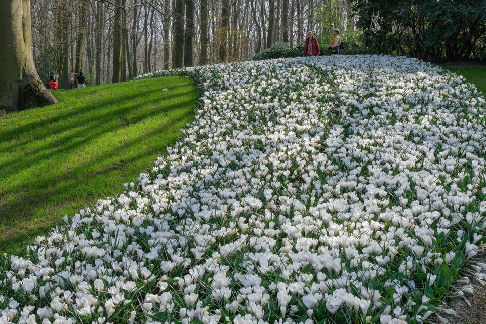 Hoa tulip nở rộ trong công viên tại Lisse, Hà Lan. (Ảnh: THX/TTXVN)