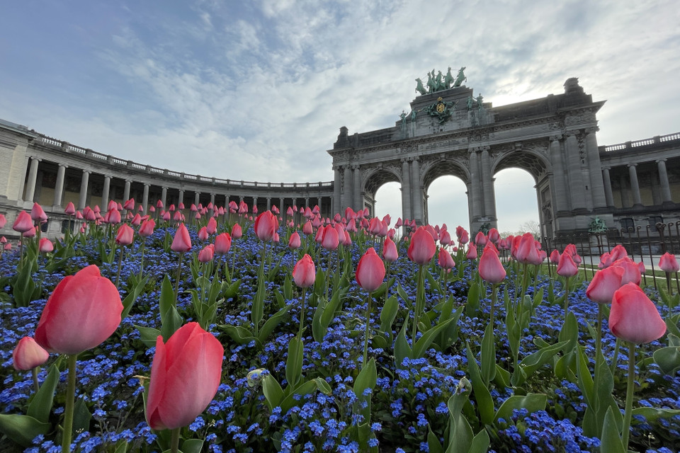 Hoa tulip đua nhau khoe sắc tại Brussels, Bỉ, ngày 30/3. (Ảnh: THX/TTXVN)