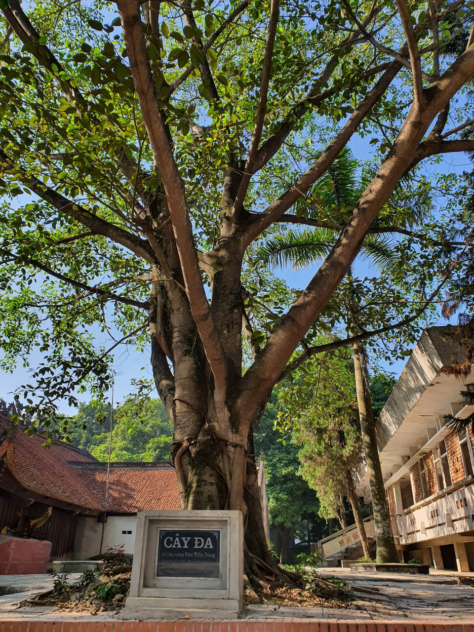 Cây đa do Đại tướng Văn Tiến Dũng trồng tại Di tích lịch sử Đình chợ Vân. (Ảnh: Danh Lam/TTXVN)