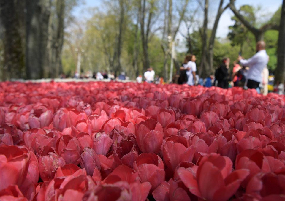 Du khách ngắm hoa tại Lễ hội hoa tulip ở Istanbul, Thổ Nhĩ Kỳ, ngày 25/4/2022. (Ảnh: THX/TTXVN)