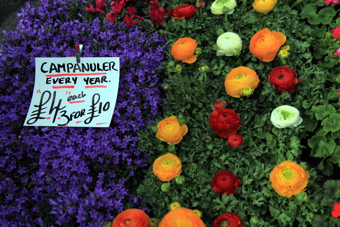 Hoa chuông xinh xắn được bán tại chợ hoa nổi tiếng Columbia Road với giá 10 bảng (khoảng 320.000 đồng) 3 bó mỗi dịp Xuân sang. (Ảnh: Như Mai/TTXVN)