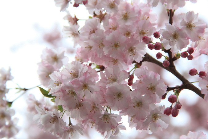 Những cánh hoa trắng phớt hồng đẹp dịu dàng trong mùa Xuân. (Ảnh: Như Mai/TTXVN)