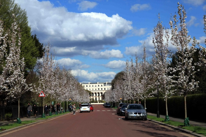 Con đường rợp hoa anh đào bên ngoài công viên Regent Park ở thủ đô London. (Ảnh: Như Mai/TTXVN)