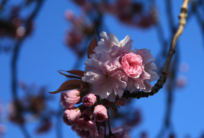 Nụ hoa anh đào lung linh trong nắng và trên nền trời xanh ngắt. (Ảnh: Như Mai/TTXVN)