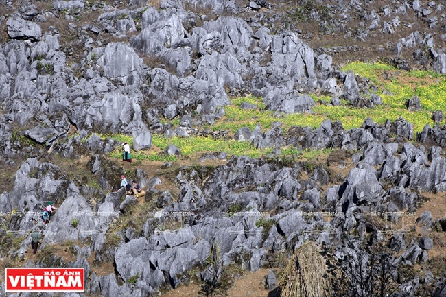 Những thửa ruộng của bà con dân tộc Mông. (Ảnh: Tất Sơn/Báo ảnh Việt Nam)