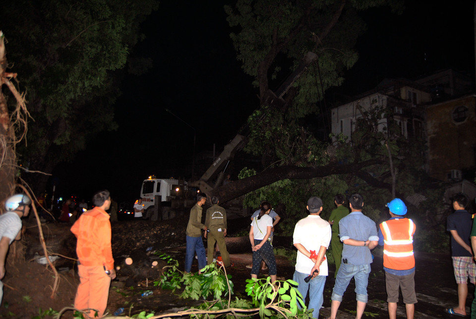 Cơn dông lốc lịch sử qua đi để lại cho Hà Nội những khung cảnh hoang tàn. Việc dọn dẹp những cây cổ thụ bật rễ chắn ngang nhiều tuyến đường phố quan trọng là nhiệm vụ ưu tiên trong đêm. (Ảnh: Võ Phương/Vietnam+)