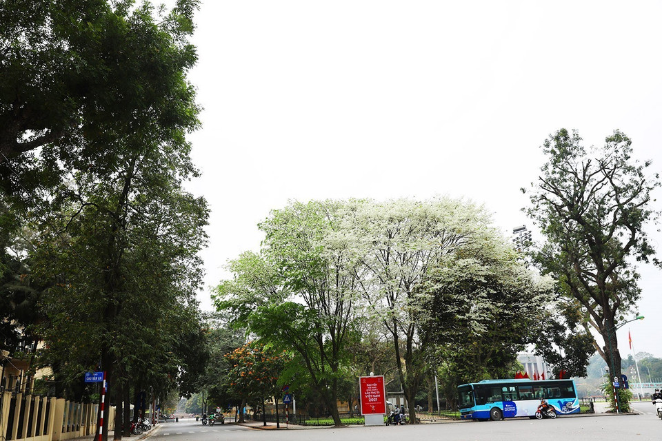 Hoa sưa nở trắng một góc phố Hà Nội. (Ảnh: Phạm Hậu/TTXVN)