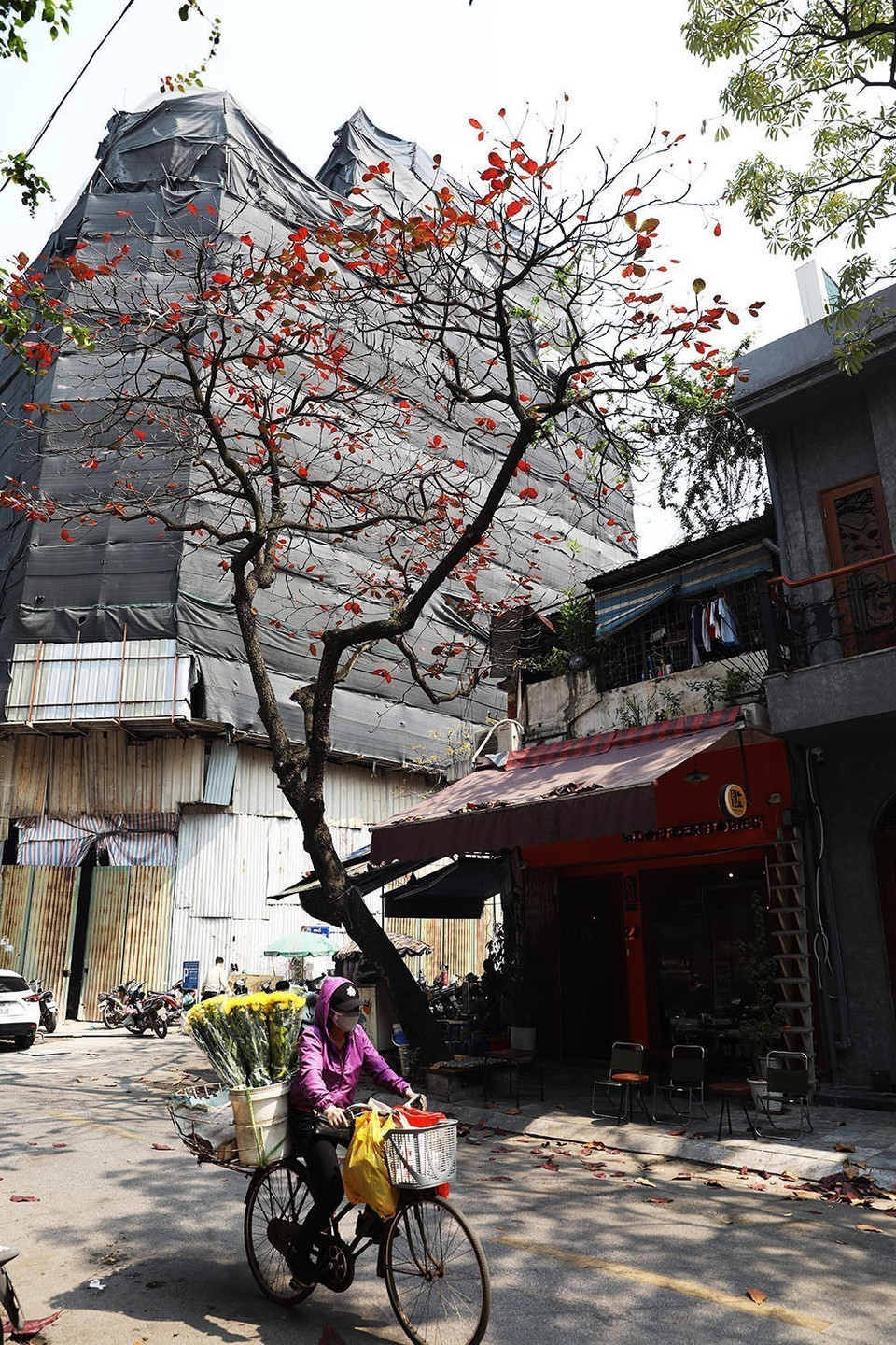 Góc phố Hà Nội trở nên thân thương, gần gũi hơn với cây bàng lá đỏ. (Ảnh: Phạm Hậu/TTXVN)