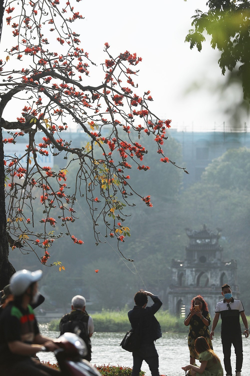 Vào mỗi độ ra hoa, vẻ đẹp của hoa gạo như những đốm lửa nhỏ rực cháy bên Hồ Hoàn Kiếm luôn thu hút sự chú ý của nhiều người. (Ảnh: Phạm Hậu/TTXVN)