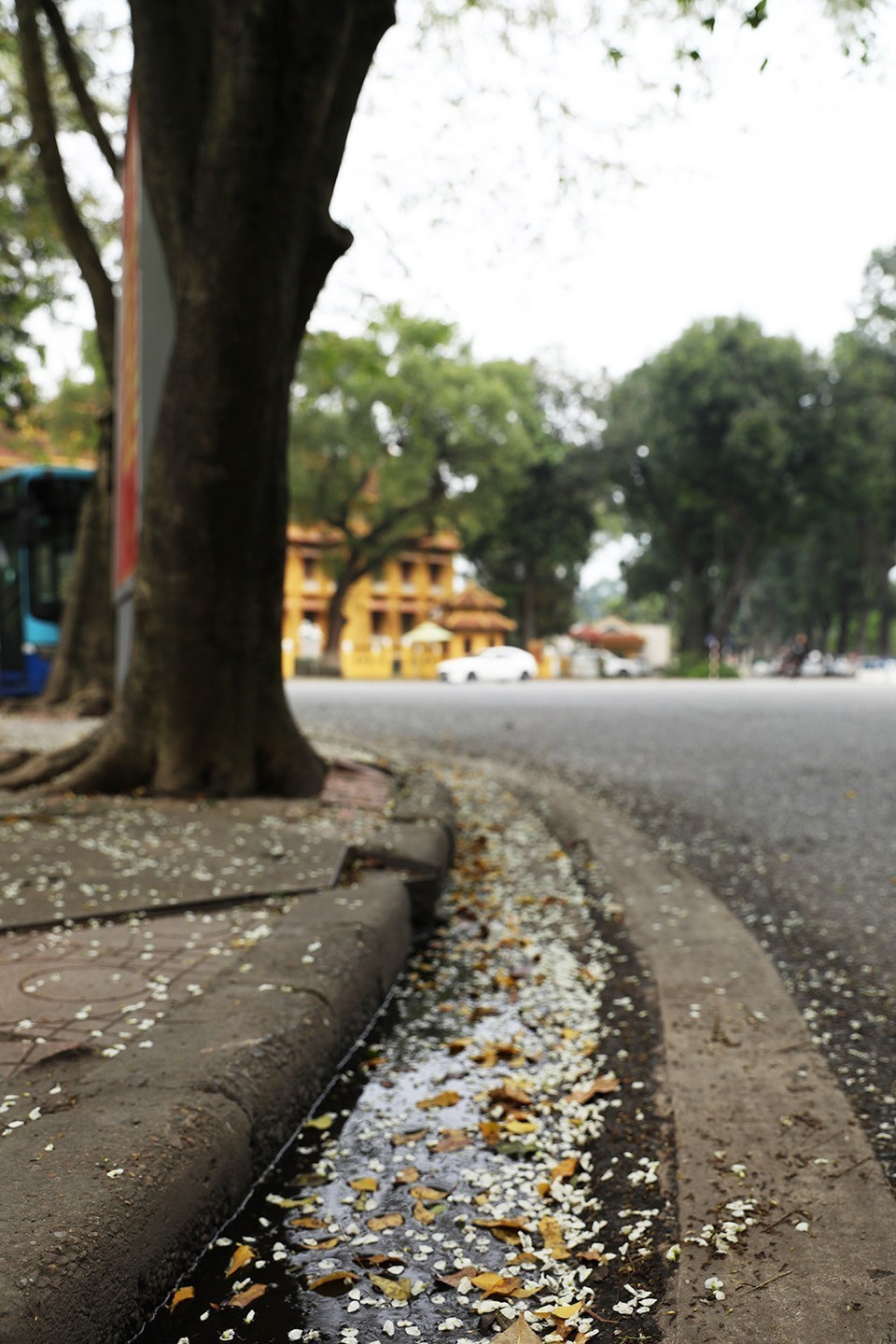 Hoa sưa rụng trắng nơi góc phố Hà Nội. (Ảnh: Phạm Hậu/TTXVN)