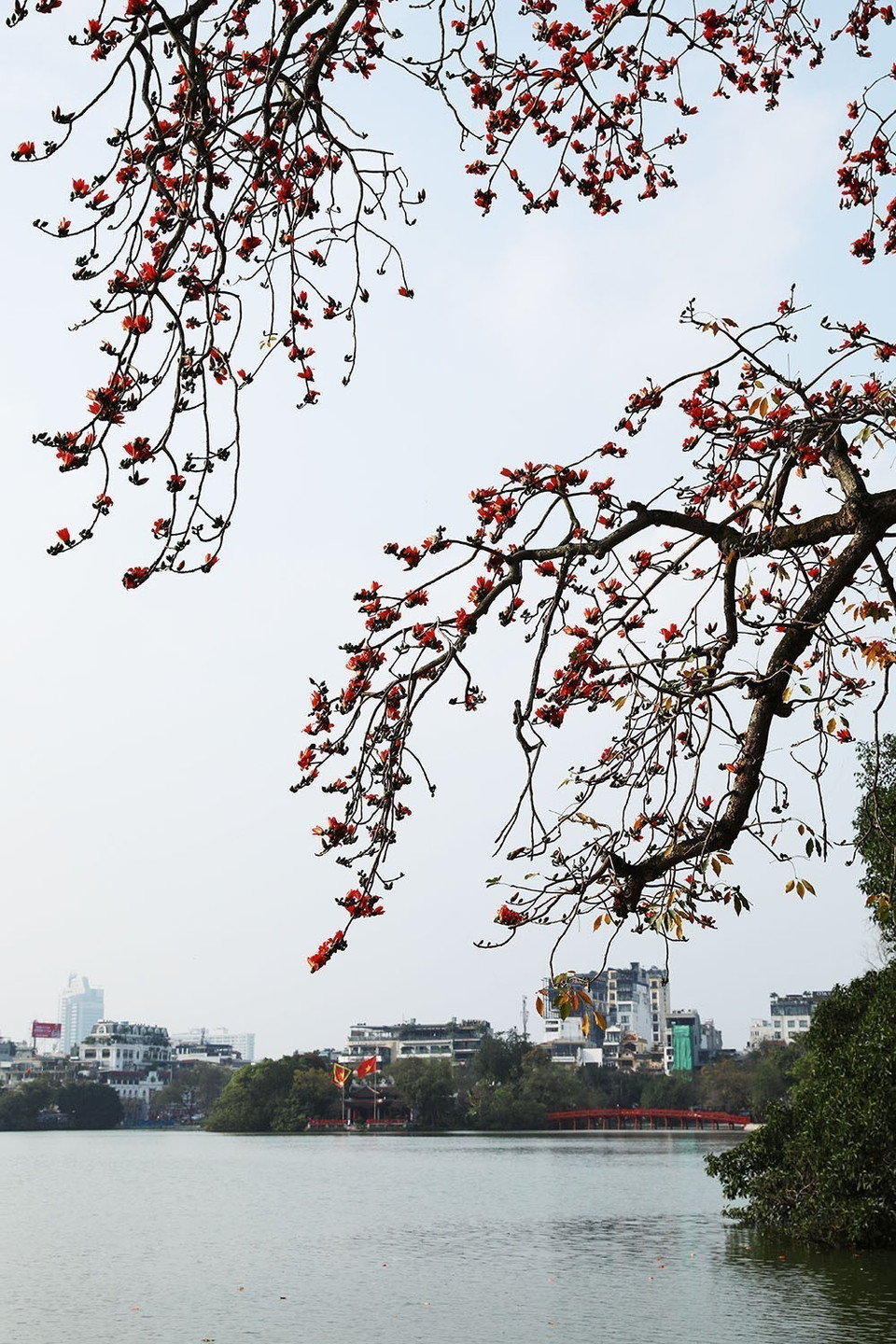 Hoa gạo xuất hiện cũng là thời khắc báo hiệu những ngày rét chuẩn bị đi qua và mùa hè đang tới. (Ảnh: Phạm Hậu/TTXVN)