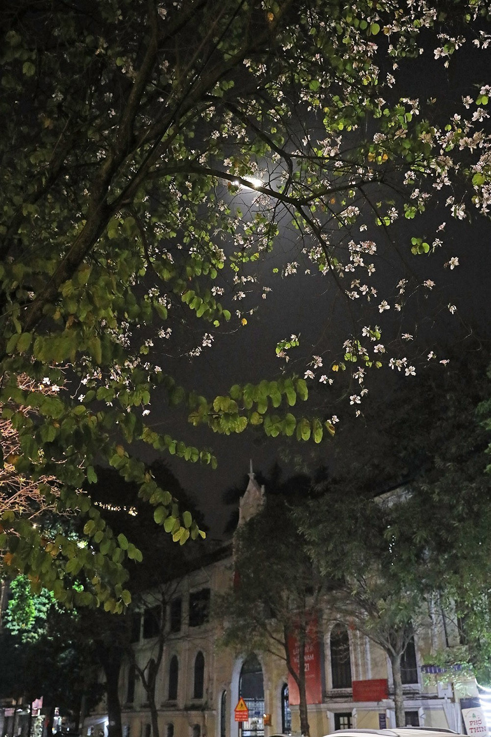 Bên cạnh những cây lộc vừng, hoa sưa, hoa gạo quanh hồ Hoàn Kiếm thì hoa ban cũng đã trở thành một phần của Hà Nội. (Ảnh: Phạm Hậu/TTXVN)