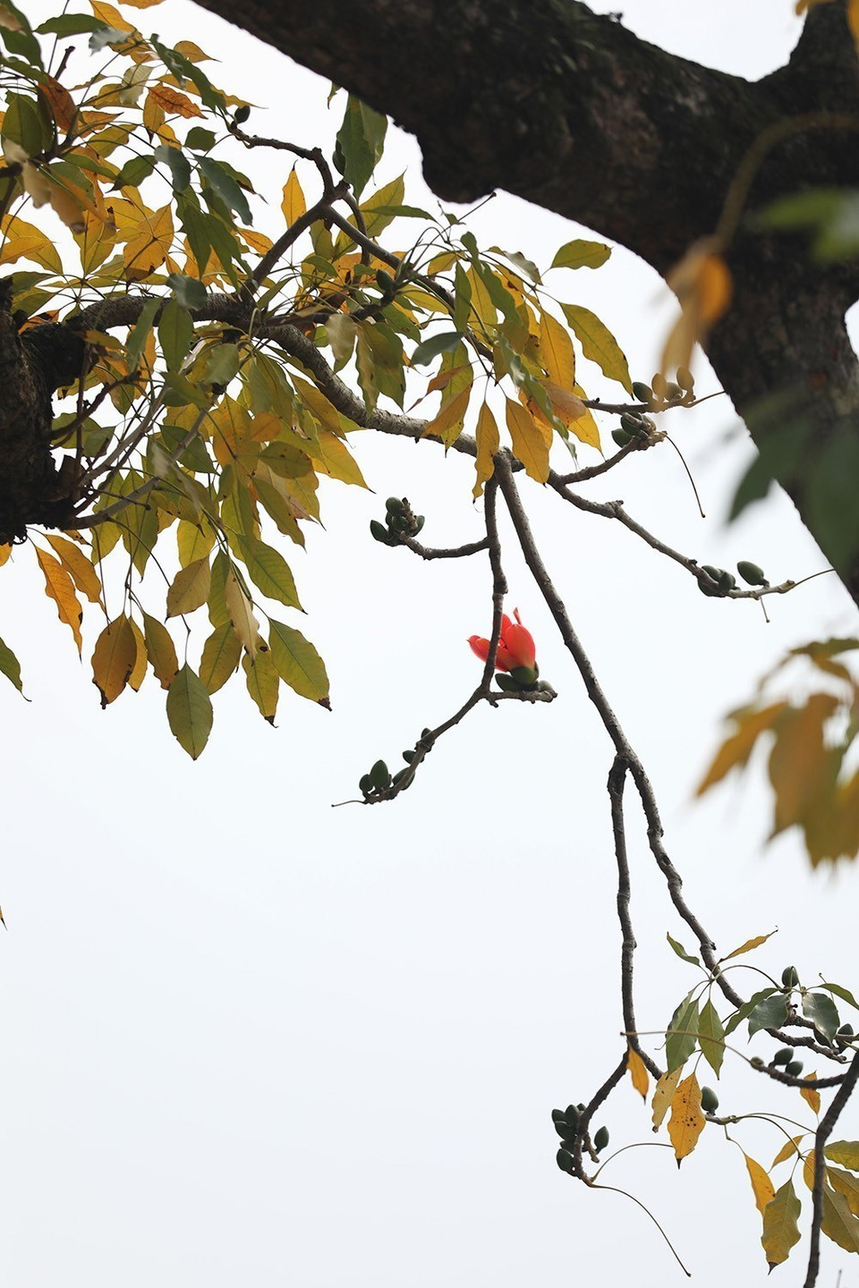 Hoa gạo xuất hiện cũng là thời khắc báo hiệu những ngày rét chuẩn bị đi qua và mùa hè đang tới. (Ảnh: Phạm Hậu/TTXVN)