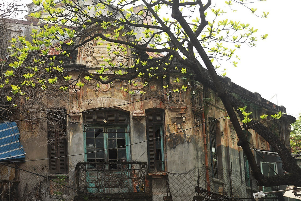 Những ngày cuối xuân, khi thời tiết ấm dần lên cũng là lúc cây bàng bật chồi thành những lá non mơn mởn. (Ảnh: Phạm Hậu/TTXVN)