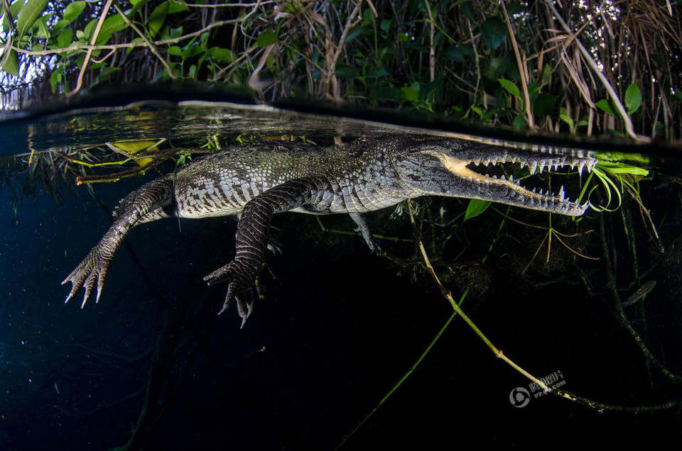Không phải ai cũng dám xuống 'động nước' mà biết chắc bên dưới có vô số cá sấu, càng không cần nói đến chuyện chụp lại những hình ảnh của loài động vật ăn thịt hung dữ này ở cự ly gần như vậy. (Nguồn: QQ)