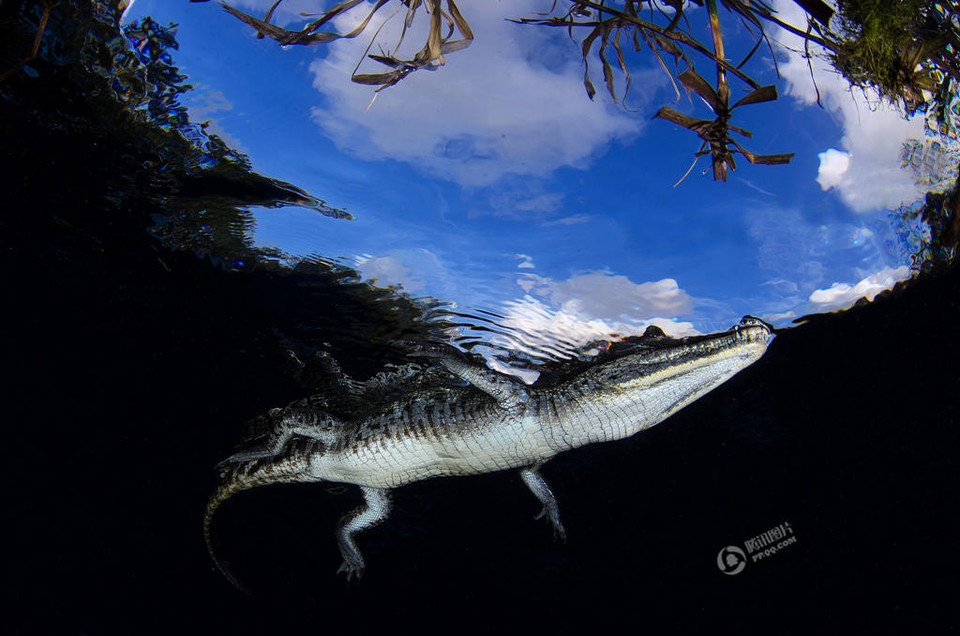 Khoảng cách giữa Javier Sandoval và con cá sấu dài khoảng 1,5m chỉ là vài bước chân. (Nguồn: QQ)