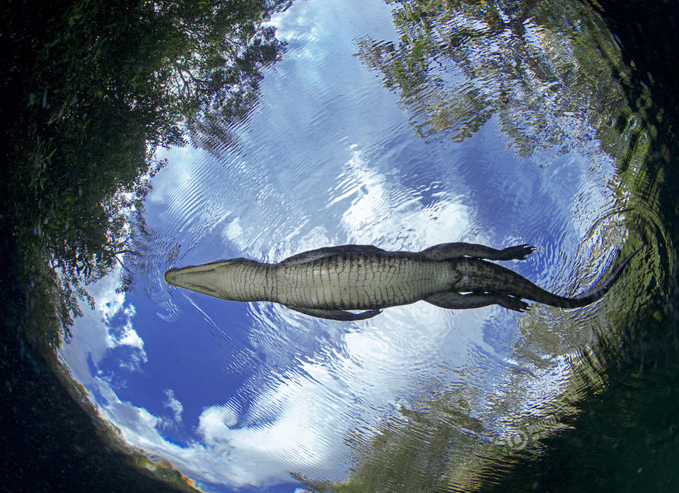 Javier Sandoval, nhiếp ảnh gia 35 tuổi đến từ Cancun, Mexico đã lặn xuống độ sâu khoảng 7,62m, để chụp cận cảnh những con cá sấu đang bơi. (Nguồn: QQ)