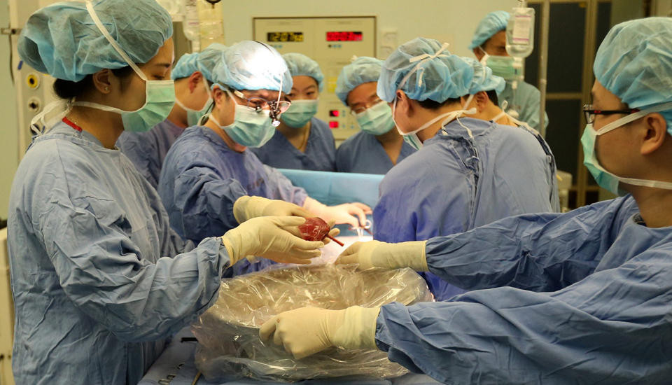 Kết quả hai lần siêu âm đều chỉ ra rằng các mạch máu trong gan của cô bé đang hoạt động bình thường. Điều này cho thấy cuộc phẫu thuật đã thành công, cô bé đã có lá gan mới. Bức hình này là phần gan chuẩn bị được đưa vào cơ thể cô bé. (Nguồn: QQ)