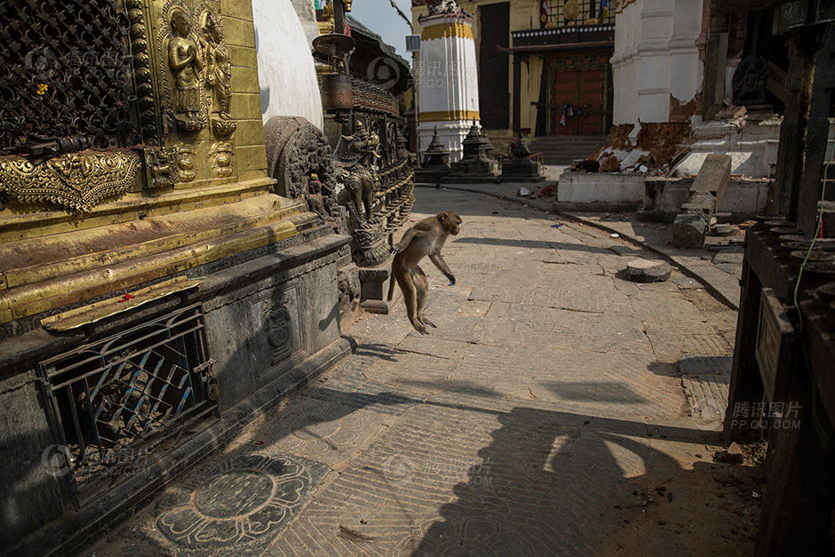 Sau trận động đất kinh hoàng, một nhóm khỉ đã rời xa ngôi chùa, đi đến nơi khác. (Nguồn: QQ)