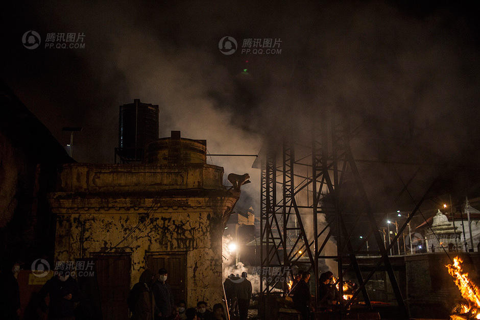 Một chú khỉ đang theo dõi cảnh người dân đốt xác nạn nhân động đất. (Nguồn: QQ)