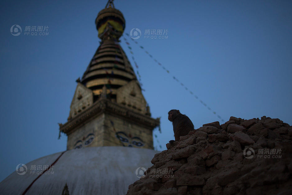 Ở đất nước mà con người tôn kính và say mê cuộc sống thì những con vật kia cũng sẽ biết tìm cách hồi sinh. (Nguồn: QQ)
