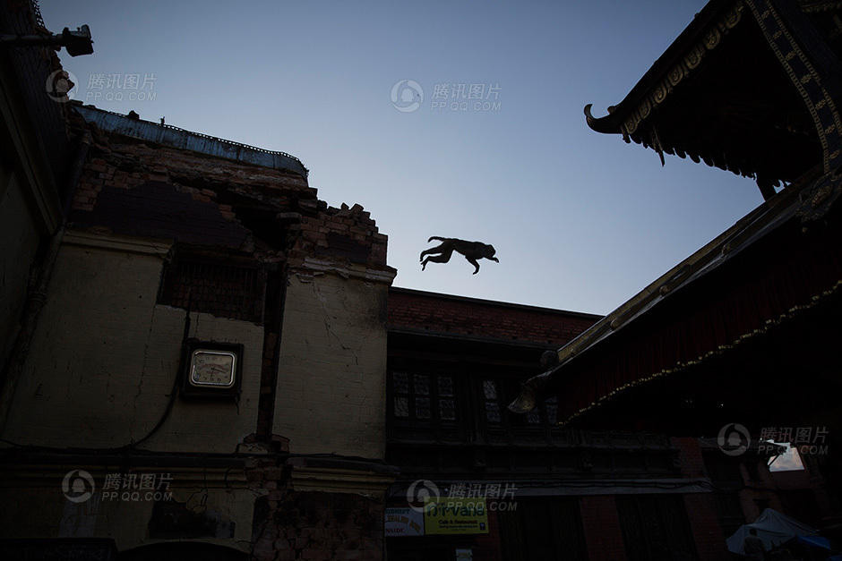 Bức hình đẹp về sự đối lập giữa thời gian ngưng lại của chiếc đồng hồ và chú khỉ kia thì không chịu đứng im. (Nguồn: QQ)