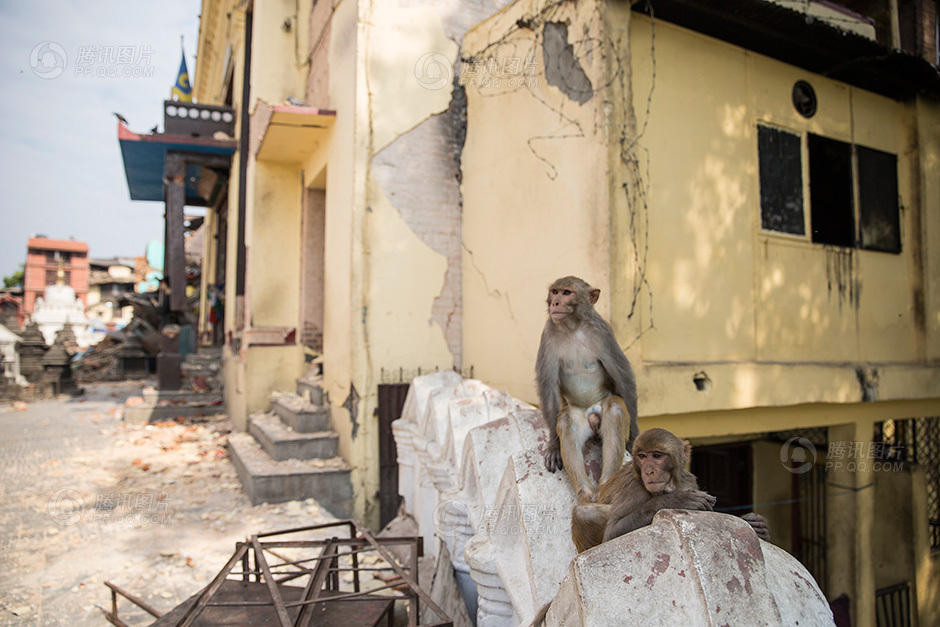 Những chú khỉ luôn nhận được sự tôn kính và bảo vệ của người dân Kathmandu. (Nguồn: QQ)