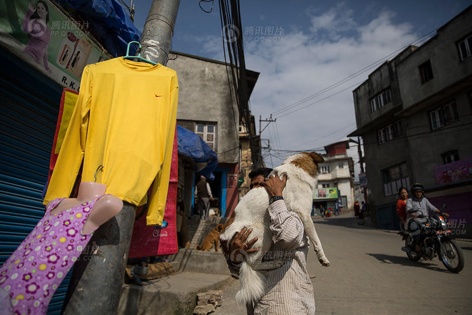 Một chú chó may mắn được về với gia đình. (Nguồn: QQ)