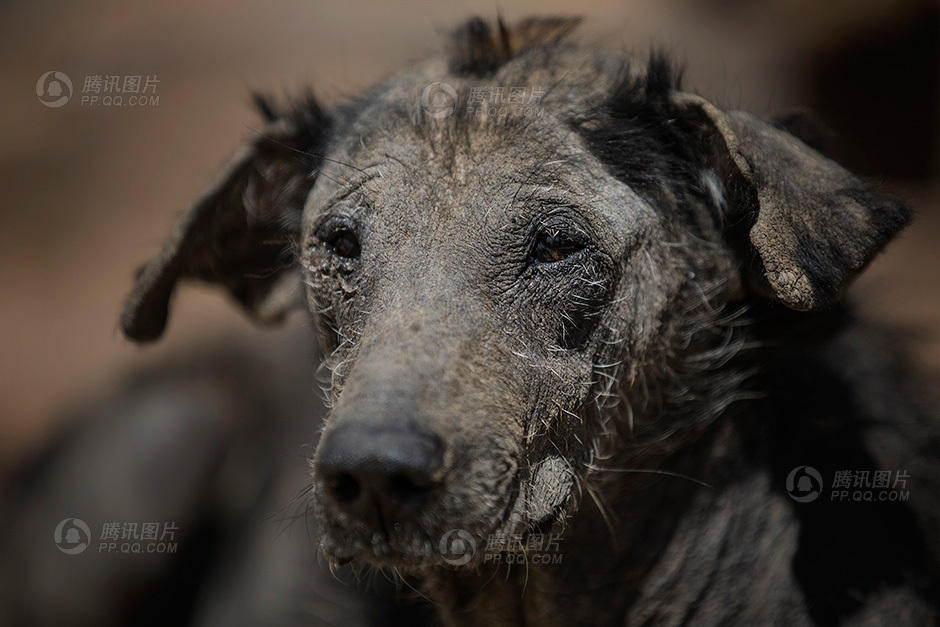 Một chú chó không còn nhà để về. (Nguồn: QQ)