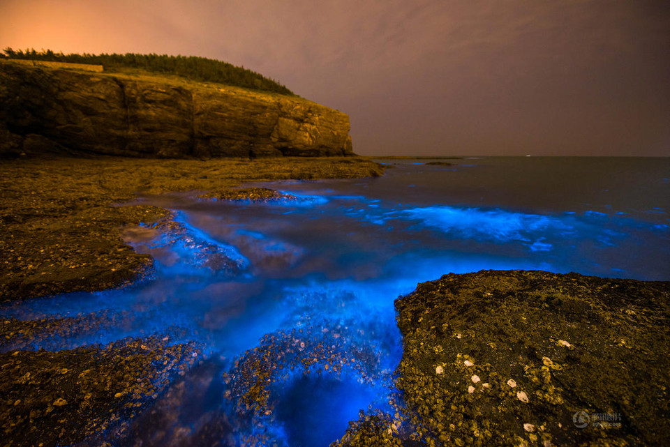 Các vi sinh vật phát sáng, vùi vào cát để tạo ra hiện tượng kỳ lạ này. Có một loài tảo gọi là Dinoflagellata phát ra ánh sáng như đom đóm khi bị sóng tác động. (Nguồn: 163)