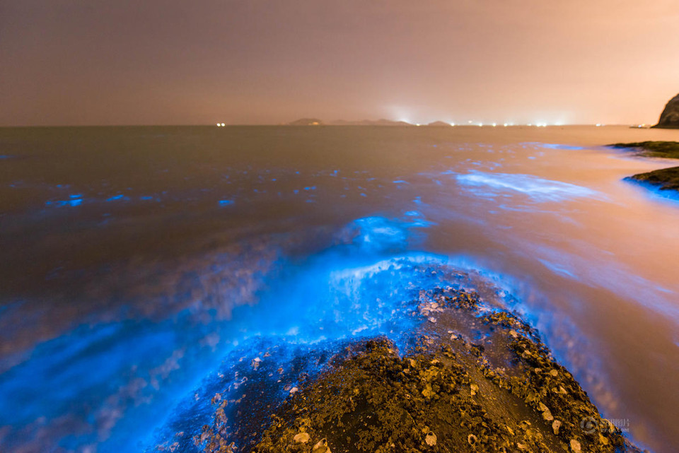 Loài tảo Dinoflagellata rất nhạy cảm với môi trường nước. (Nguồn: 163)