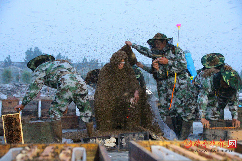 Hàng triệu con ong bám vào cơ thể ông Cao Bính Quốc. (Nguồn: QQ)