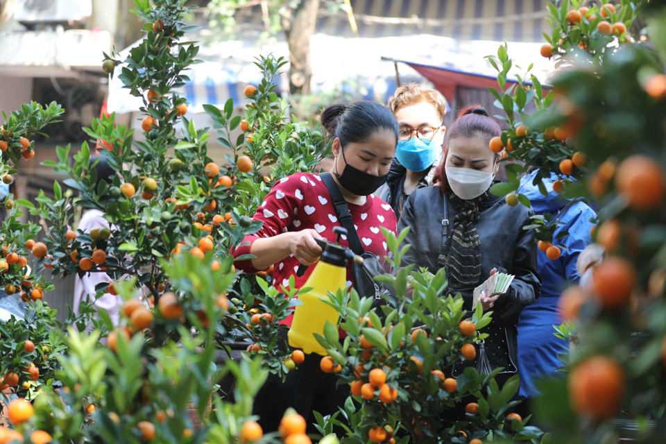 Người dân chọn mua cây quất về chơi Tết. (Ảnh: Thanh Tùng/TTXVN)