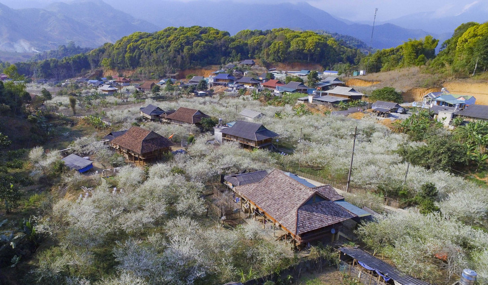 Hoa mận bung nở trắng xóa xen kẽ những nếp nhà sàn của người dân tộc Thái ở Phiêng Ban. (Ảnh: Xuân Tư/TTXVN)