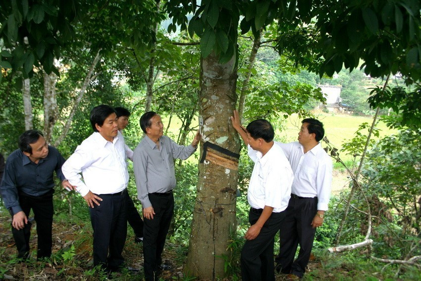 Phó Thủ tướng Trương Vĩnh Trọng thăm vườn cây cao su ở xã Hoang Thèn (huyện Phong Thổ) trong chuyến thăm, làm việc tại tỉnh Lai Châu từ ngày 13-15/10/2007. (Ảnh: Mạnh Hà/TTXVN)