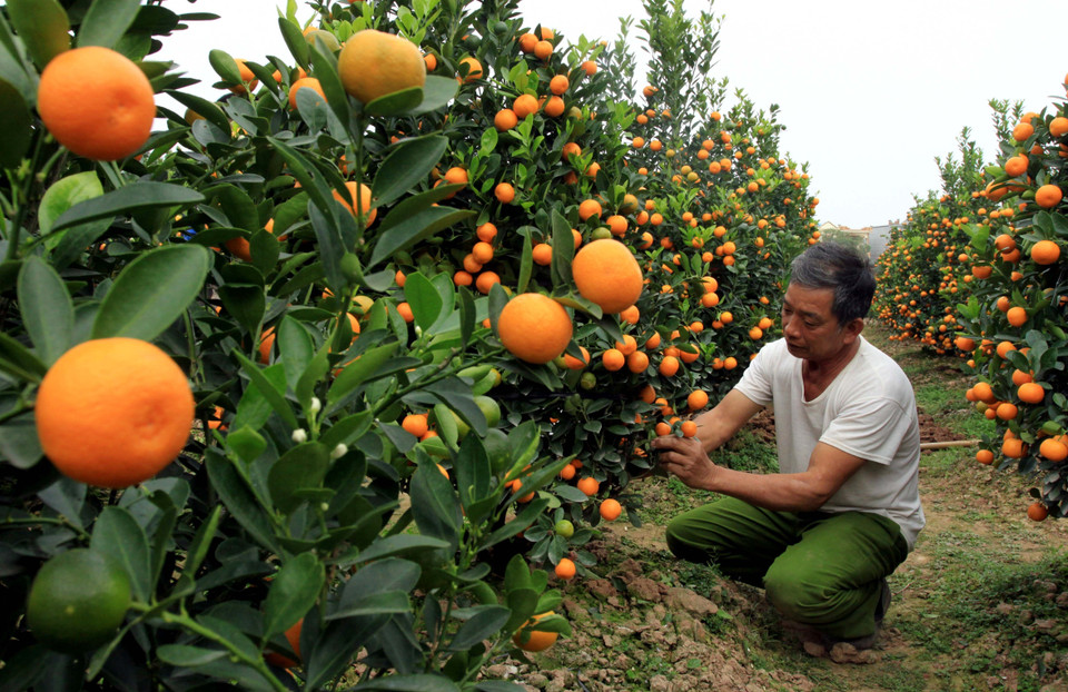 Người trồng quất tại xã Đông Hòa, thành phố Thái Bình, đánh cây để giao cho khách hàng. (Ảnh: Thế Duyệt/TTXVN)