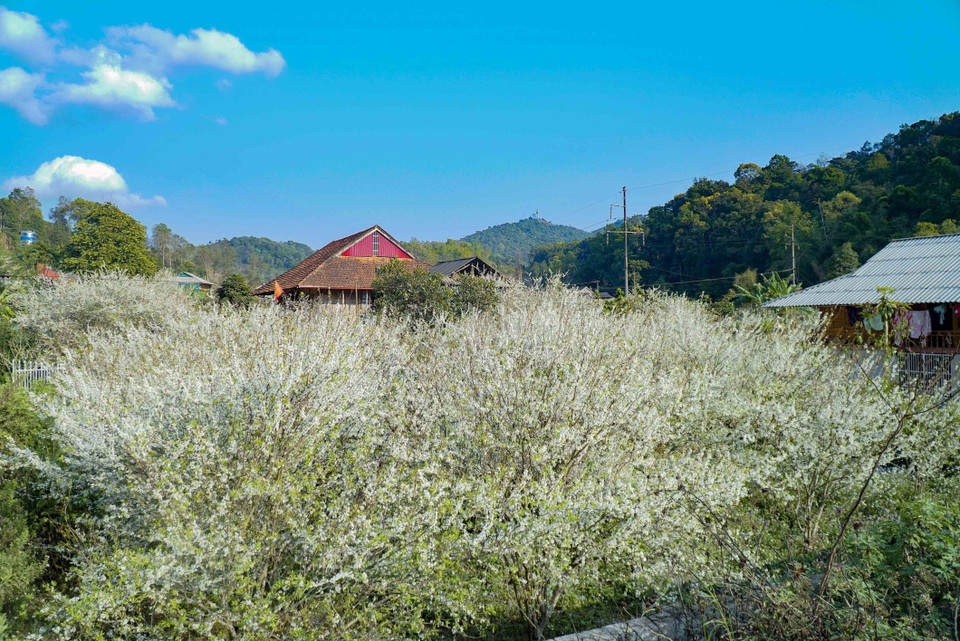 Vườn hoa mận nở trắng muốt. (Ảnh: Xuân Tư/TTXVN)