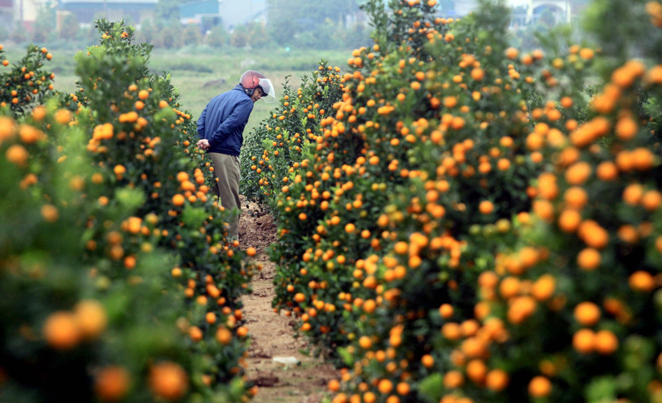 Người dân đến xem và mua quất tại xã Đông Hòa, thành phố Thái Bình. (Ảnh: Thế Duyệt/TTXVN)