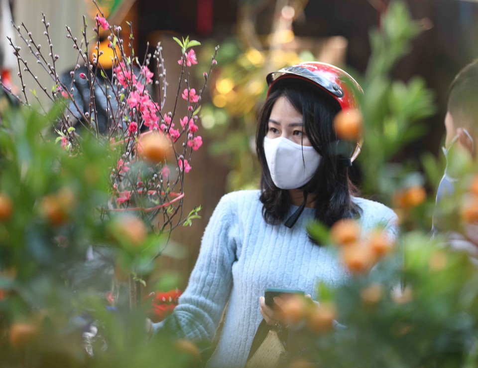 Người dân chọn mua cành đào về chơi Tết. (Ảnh: Thanh Tùng/TTXVN)