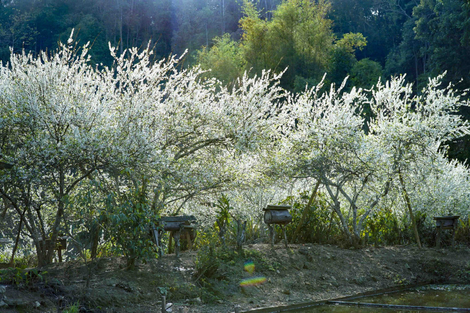 Hoa mận nở trong nắng chiều. (Ảnh: Xuân Tư/TTXVN)