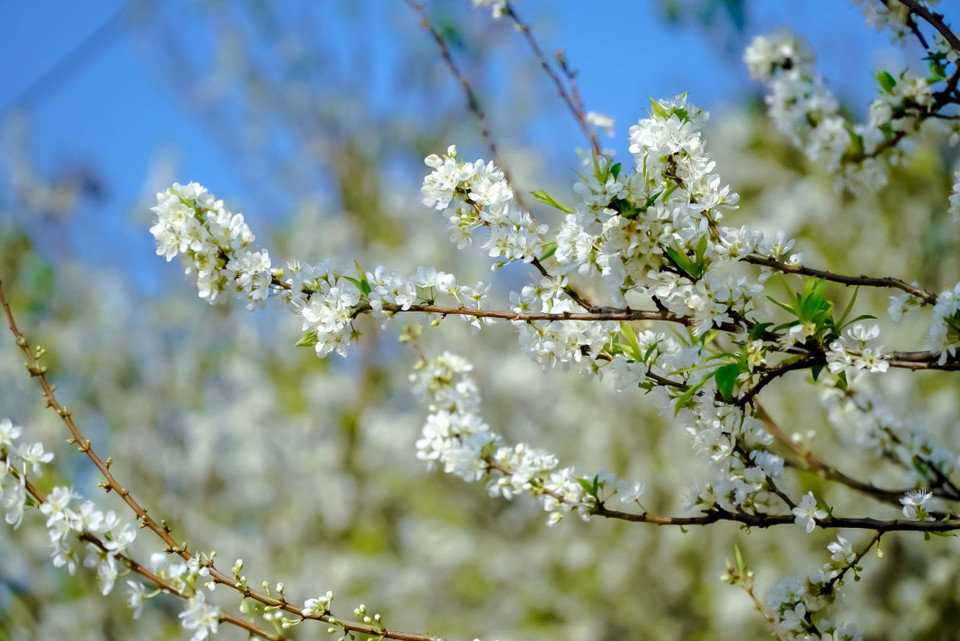 Những cành hoa mận bung nở trắng muốt, tinh khôi. (Ảnh: Xuân Tư/TTXVN)