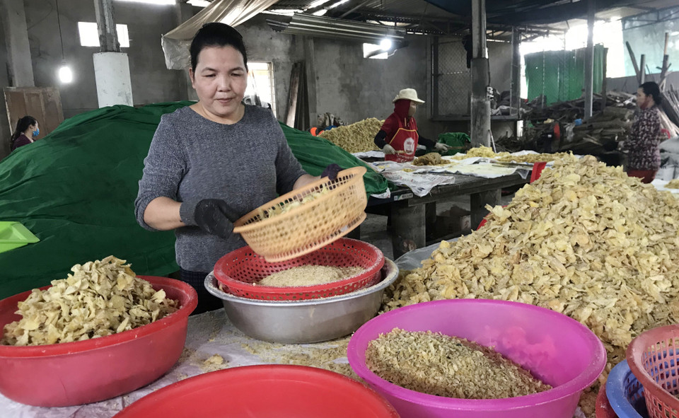 Những mẻ mứt gừng sau khi rang xong được phân loại kĩ càng trước khi đóng gói. (Ảnh: Thanh Thủy/TTXVN)