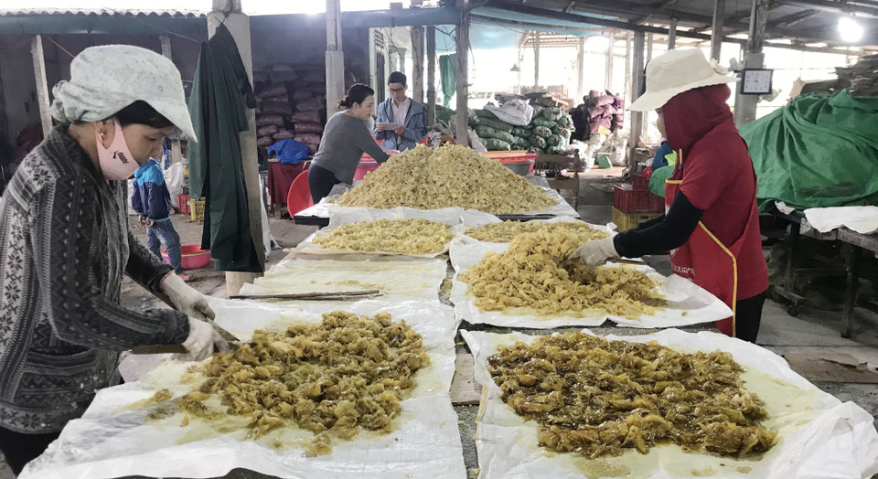 Gừng sau khi đạt đến độ chín sẽ được đảo đều tay đến khi lên phấn trắng. (Ảnh: Thanh Thủy/TTXVN)