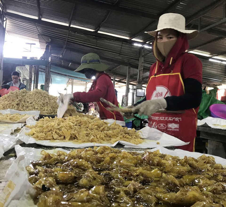 Gừng sau khi đạt đến độ chín sẽ được đảo đều tay đến khi lên phấn trắng. (Ảnh: Thanh Thủy/TTXVN)