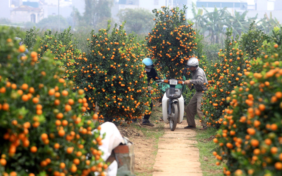 Người dân xã Đông Hòa, thành phố Thái Bình, vận chuyển quất giao cho khách hàng. (Ảnh: Thế Duyệt/TTXVN)