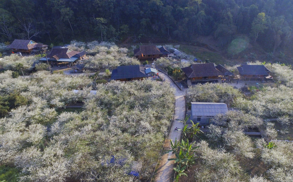 Vẻ đẹp của hoa mận và bản làng tạo nên khung cảnh Tây Bắc mùa xuân đẹp hơn bao giờ hết. (Ảnh: Xuân Tư/TTXVN)