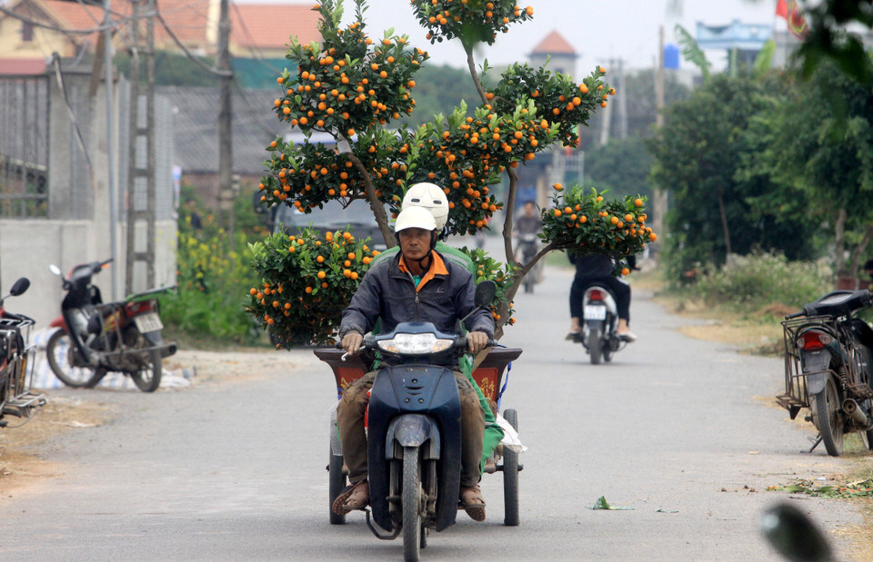 Người dân xã Đông Hòa, thành phố Thái Bình, vận chuyển quất giao cho khách hàng. (Ảnh: Thế Duyệt/TTXVN)