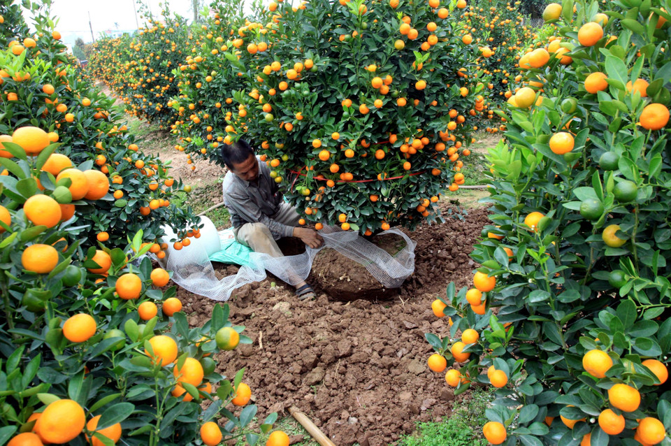 Người trồng quất tại xã Đông Hòa, thành phố Thái Bình đánh cây để giao cho khách hàng. (Ảnh: Thế Duyệt/TTXVN)